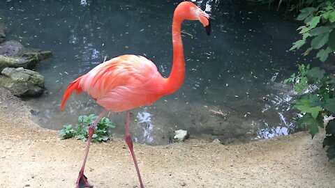 oiseaux FLAMANT ROSE