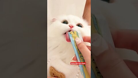 Funny Cat Cute Kitten viral Memes & TikTok Cats video Compilation