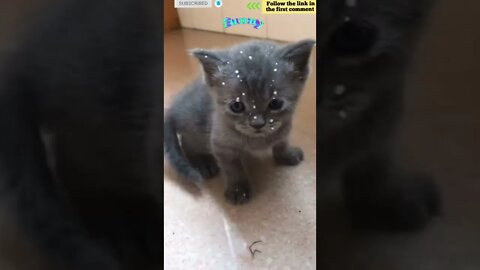 cute cat videos 😹 funny videos 😂 852 😻