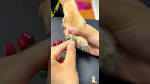 Capsule Manicure on Golden Retriever