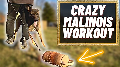 CRAZY MALINOIS WORKOUT IN 5 MINUTES!