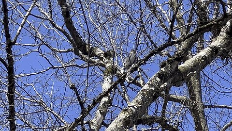 Possibly a Cooper's Hawk James Gardens Toronto