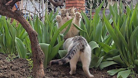 Cats Playing Peekaboo