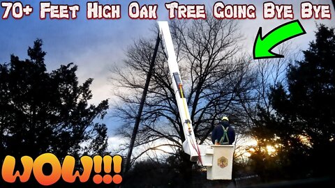 Martins Tree Service Takes Down a MASSIVE 70+Feet OAK Tree