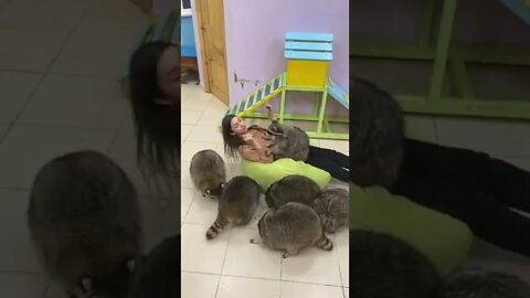 #shorts Смешные Еноты Из Тик Ток 71 Funny Tik Tok Raccoons