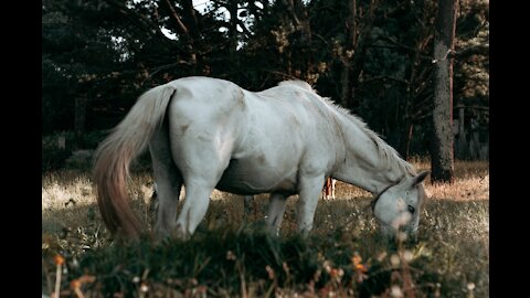 Mnhir beautiful with horses, not the most wonderful