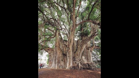 What is a Tree Ordinance? URGENT SAVE DECATUR TREES!