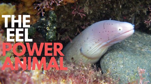 The Eel Power Animal