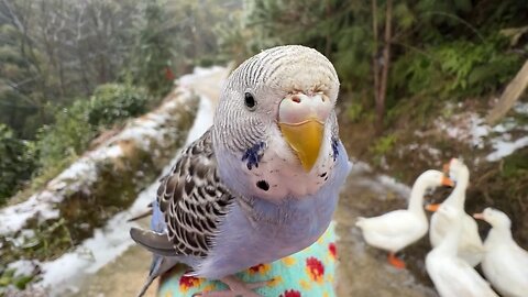 A magical parrot takes its owner on a quest to find its little mate