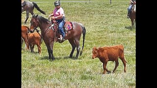 Cattle Driving Weekend in SC part 2