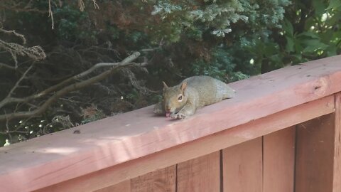 Youtubes Cutest Squirrel Aww Its Yawning!