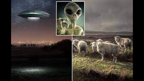 Aliens Mutilating and Slaughtering British Sheep, Say UFO Hunters