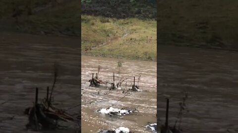 Small trees staked to withstand flood waters. 5th flood since planted