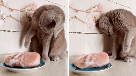 Confused Cat Has Mind Blown By Frozen Meat