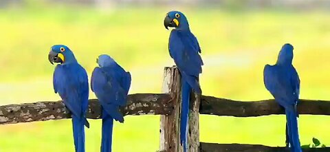 A scene made more beautiful by the brilliant colors of the plumage of the "Ruby Macaw" group