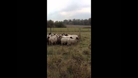 Border Collie puppy first encounter with sheeps-Guy and sheep