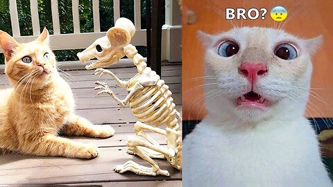 Best Funny Animal Videos Of🤣 The 2023 Funniest Cats And Dogs Videos🙀😍