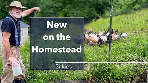 Moving Day for the Silkies