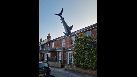 Standard Shark