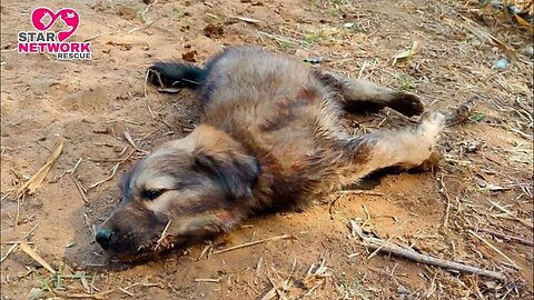 Rescue Adorable Street Puppy with Deformed Front Legs.