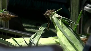 Colorado corn company a staple of A Taste of Colorado