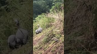 Guinea fowl keets of all ages free range together