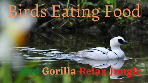 Biards Eating Food And Gorrila Relax Janjle