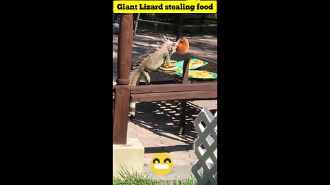 Giant Lizard Stealing Food