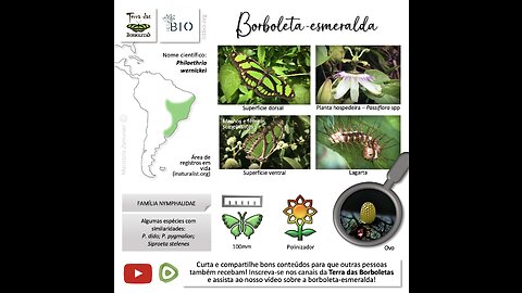 Borboleta-esmeralda em um minuto