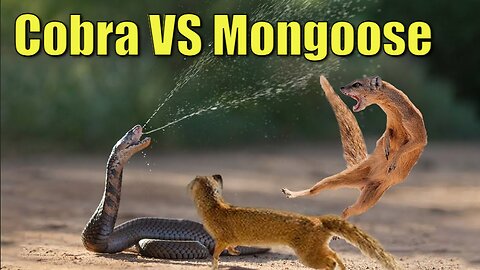 Cobra VS Mongoose | Love Nature