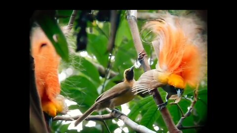 Birds-of-paradise#beautiful #birds #birdslover #birdsphotography