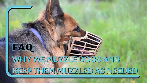 FAQ: Why We Muzzle Dogs And Keep Them Muzzled As Long As Needed