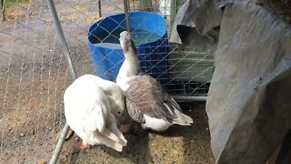 Geese are back in their enclosure after first day free range in new home