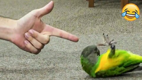 Smart Talking Parrots 🦜 - Funny Animals Video