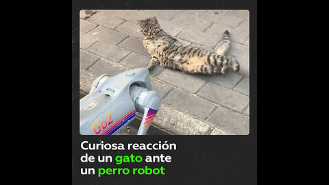 Perro robot intenta ganarse la amistad de un gato