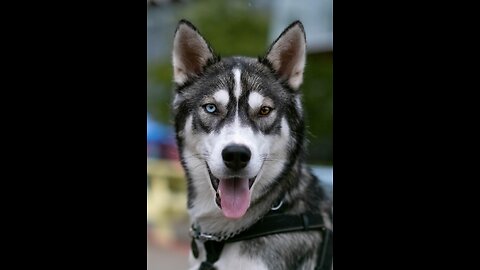 Cute Moments of A Mountain Dog- Husky