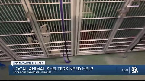 Fosters needed as animal shelter forced to expand list for humane euthanasia