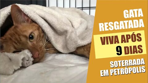 Gata resgatada VIVA após 9 dias soterrada - CHUVAS EM PETRÓPOLIS