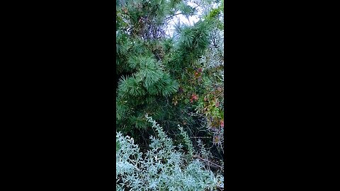 Japanese Blackpine Plant {W/ Birds 🐦 sounds}