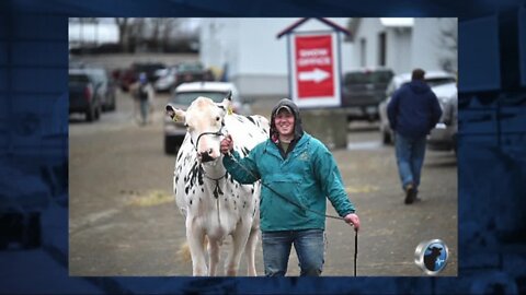 'Largest cattle show east of the Mississippi' held at The Fairgrounds in Hamburg