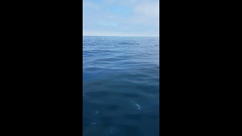 Dolphins playing with the boat