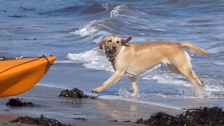 DOG In SLOW MOTION Panasonic fz 2000 camera