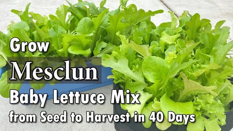 How to Grow Mesclun in Containers from Seed - Easy Planting Guide