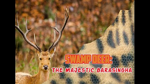 Swamp Deer: The Majestic Barasingha