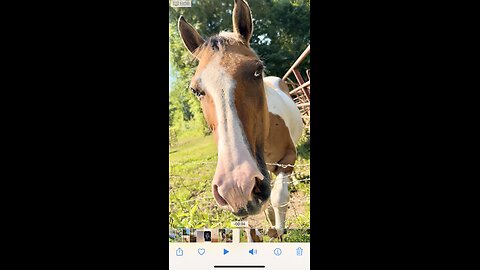 Horse hold perfectly still while owner get her out of the fe😮