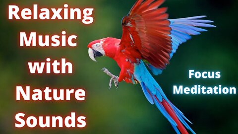 Relaxing Nature Sounds with Ambient Music for Yoga, Meditation and Focus