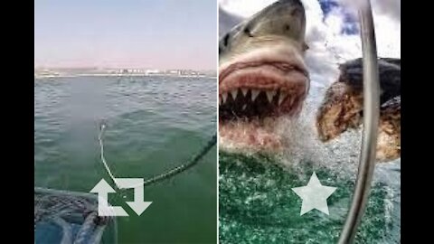 Photographer records terrifying closeup footage of great white shark feeding.