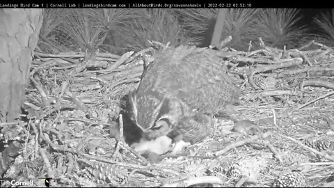 Mom Brings In Breakfast 🦉 2/22/22 02:51