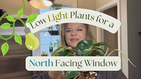 🔅 Low Light Plants for a North Facing Window