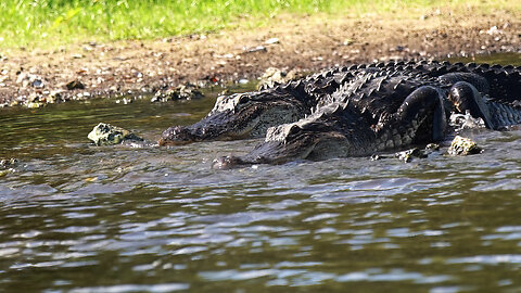 Myakka River State Park Part 1 "Afternoon with the Alligators"